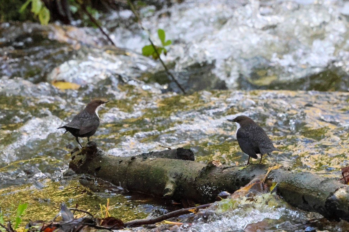 אמודאי הנחלים - ML644540965