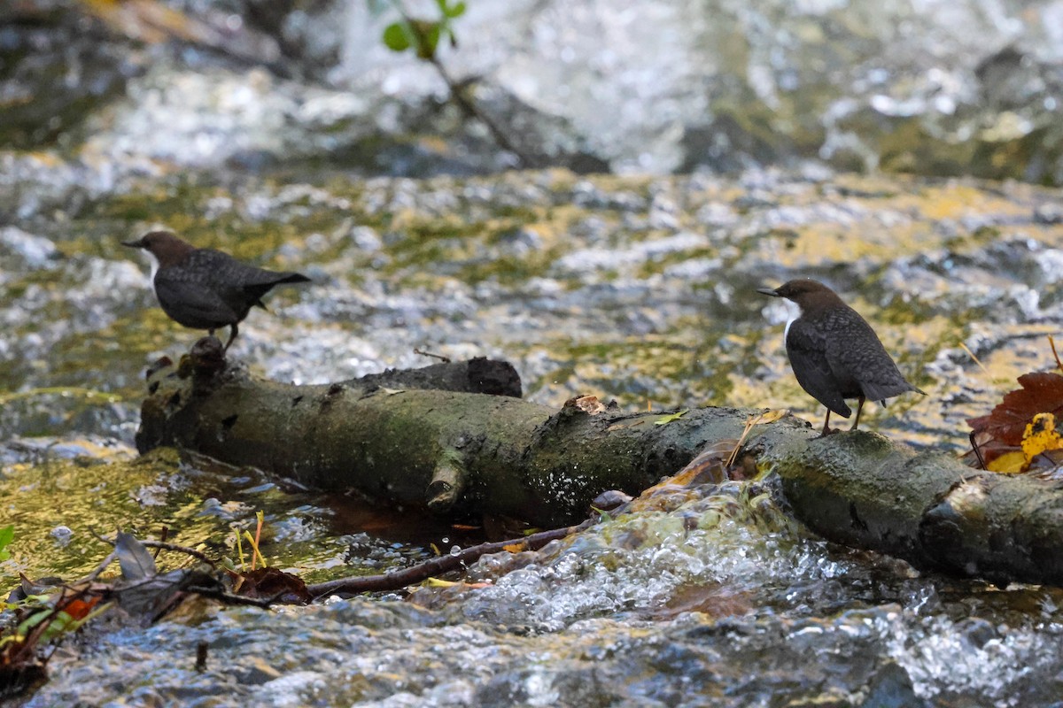 אמודאי הנחלים - ML644540966