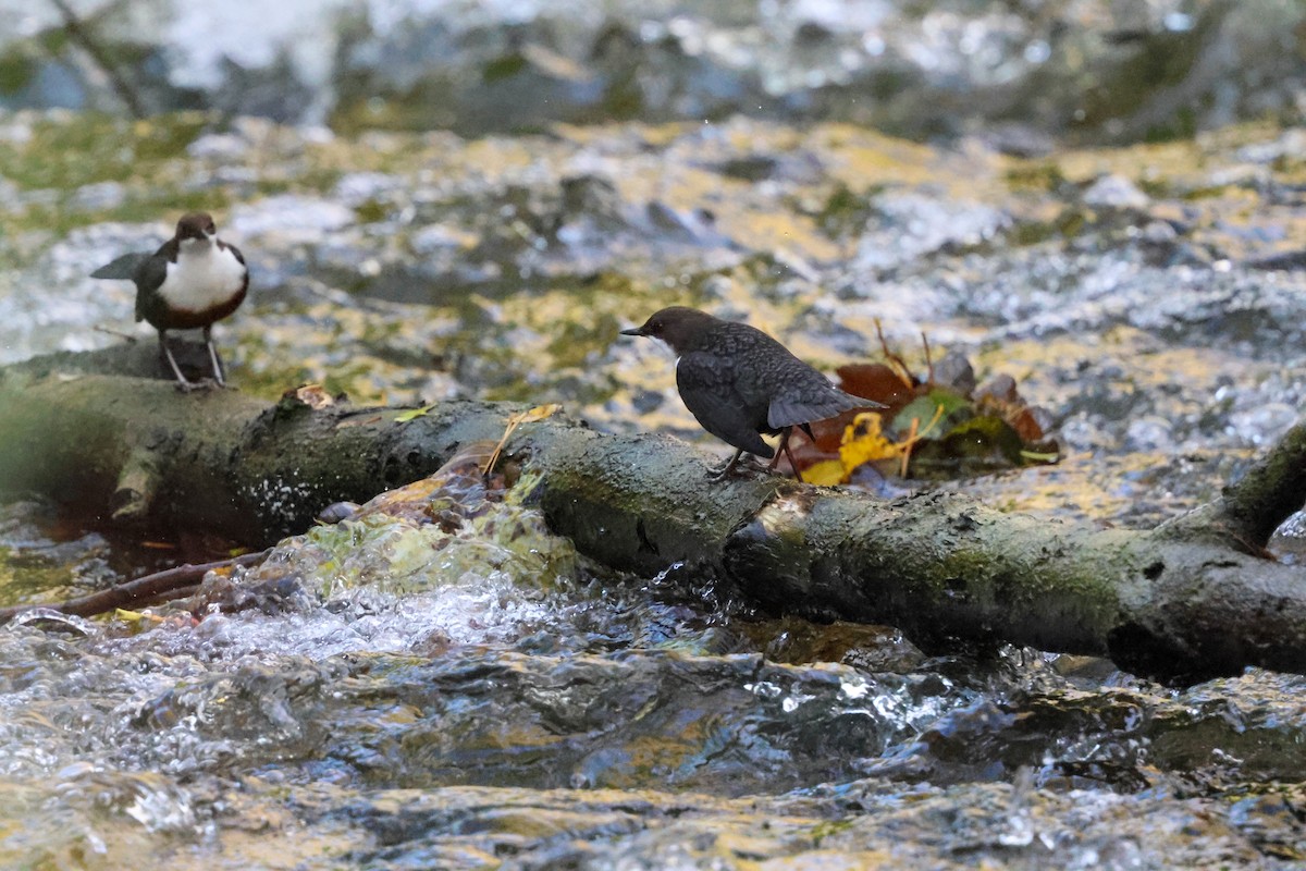אמודאי הנחלים - ML644540967