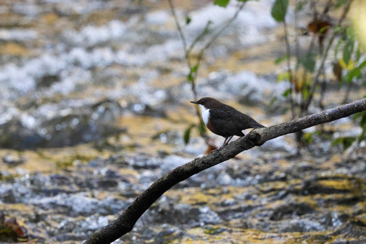 אמודאי הנחלים - ML644540968