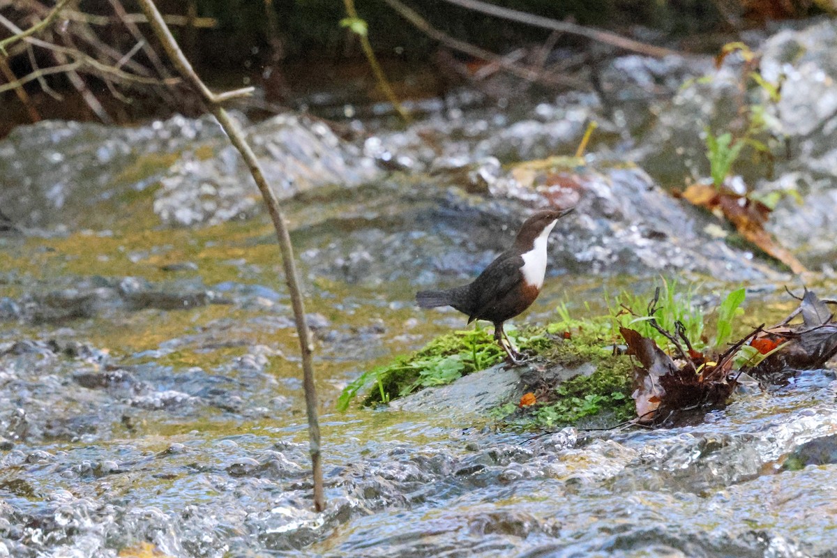 אמודאי הנחלים - ML644540969