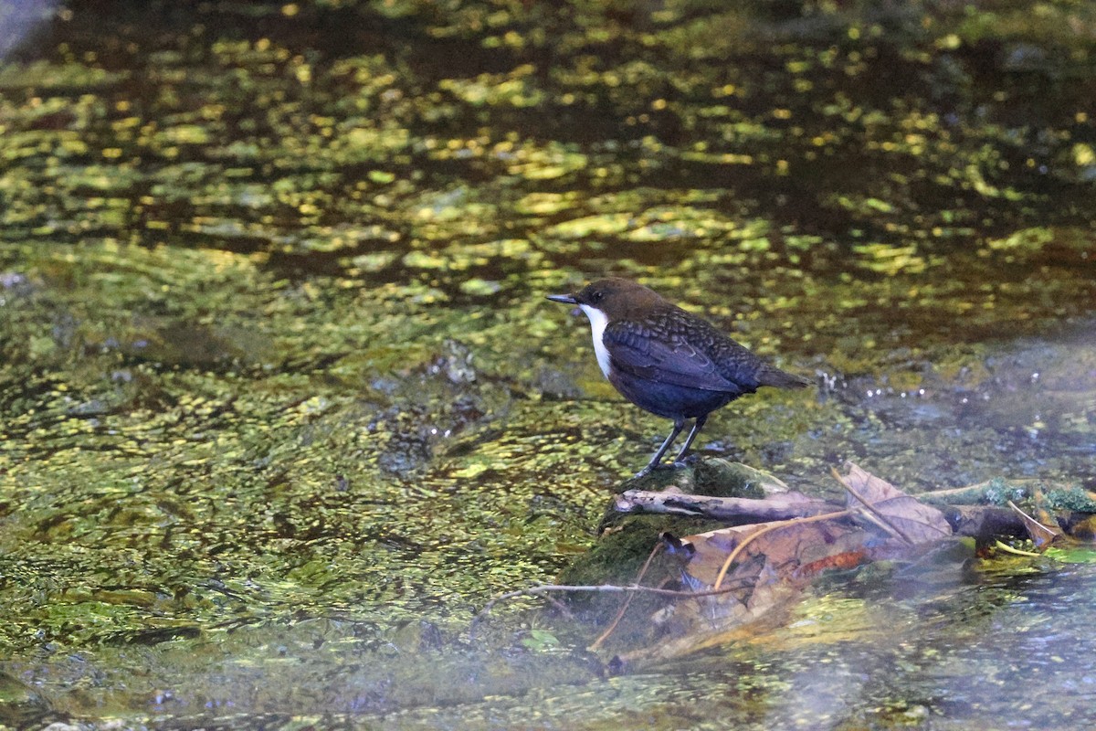 אמודאי הנחלים - ML644540970