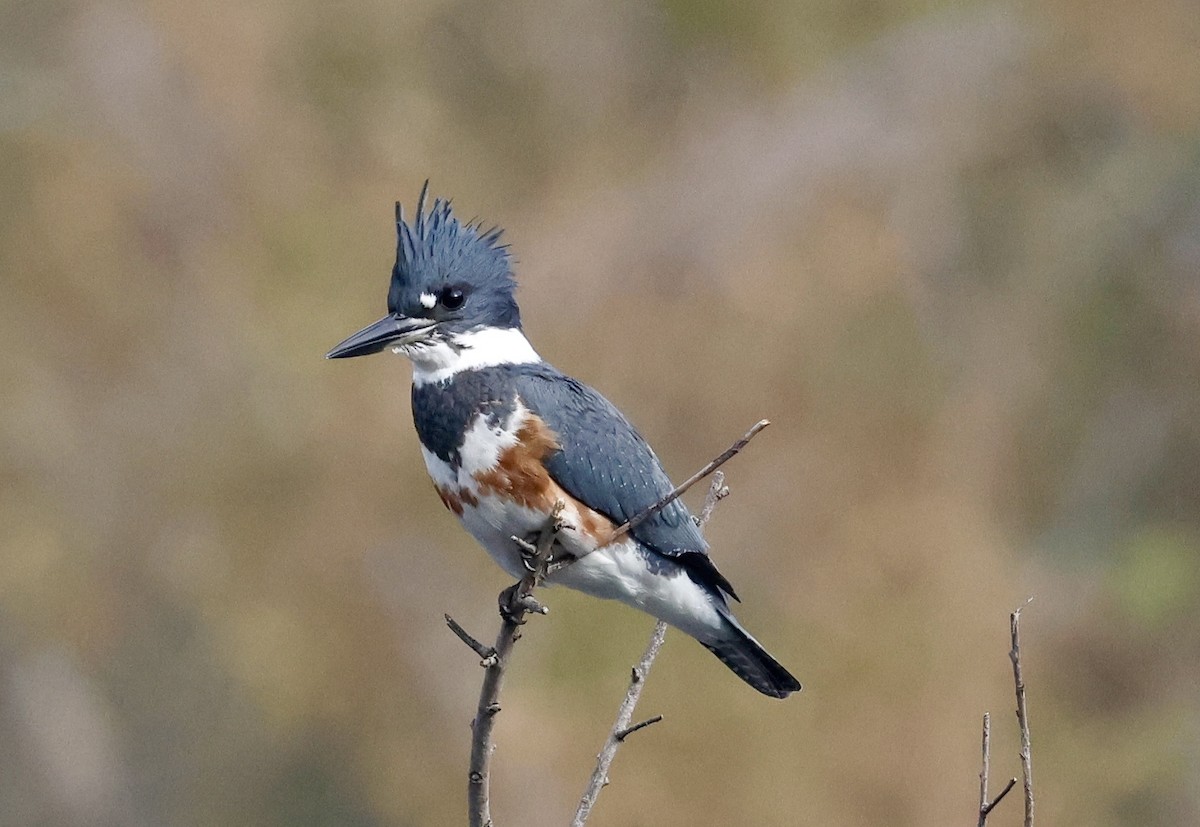 Belted Kingfisher - ML644540974
