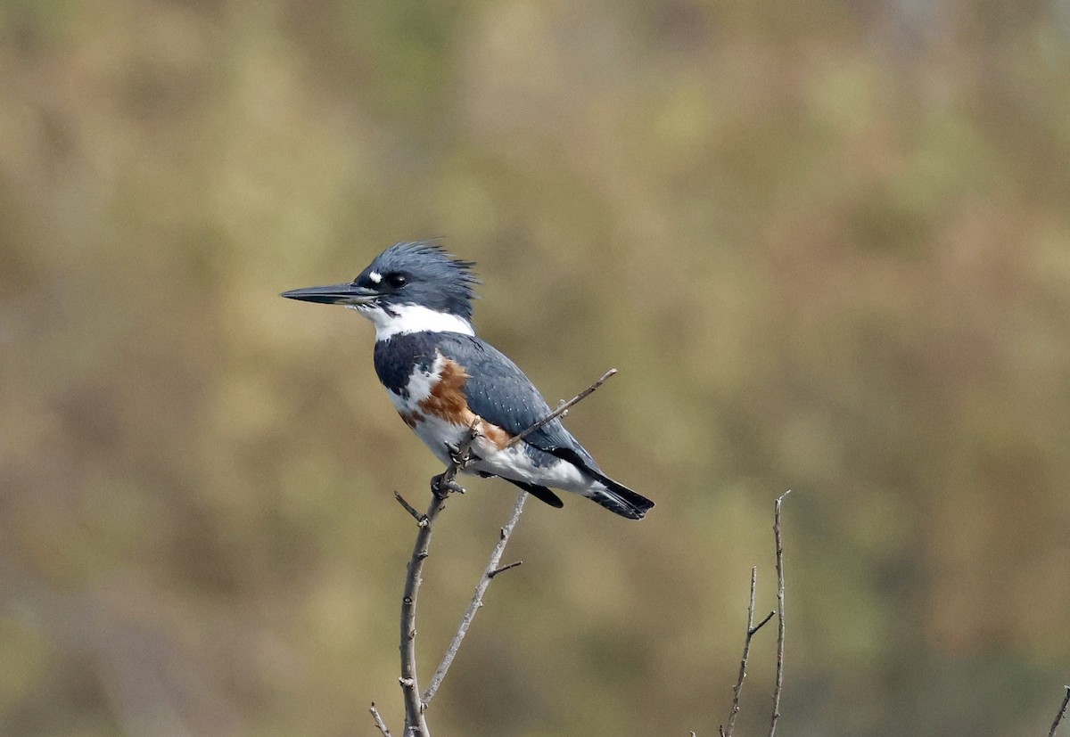 Belted Kingfisher - ML644540975
