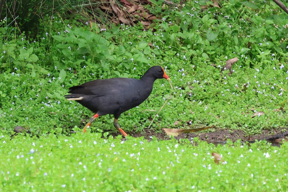 Dusky Moorhen - ML644540978