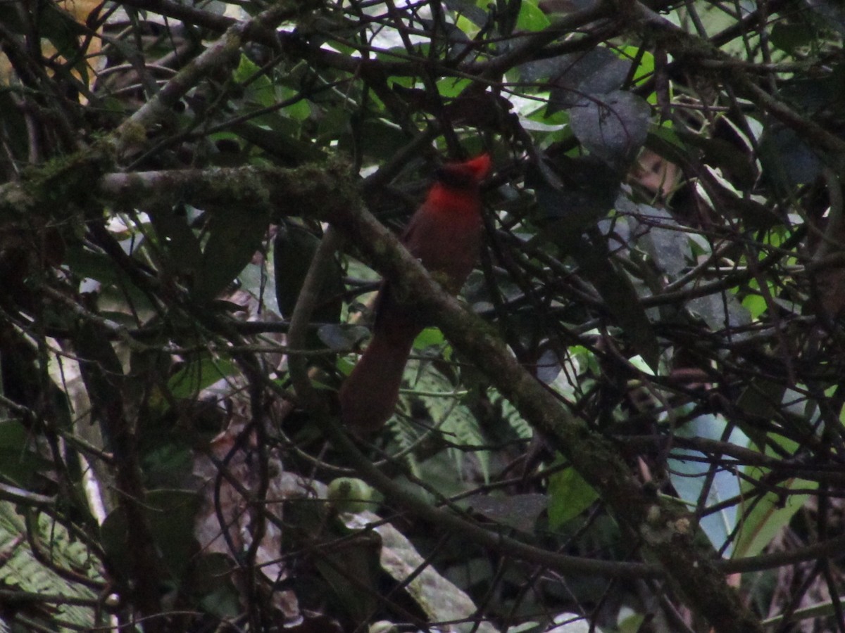 Crested Ant-Tanager - ML644540983