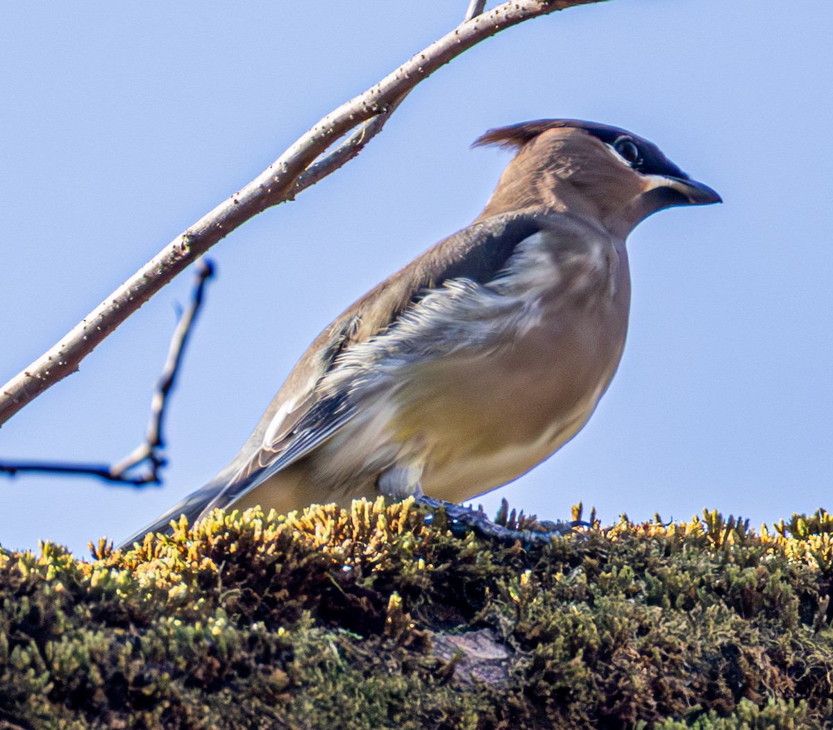 Sedir İpekkuyruğu - ML644540988