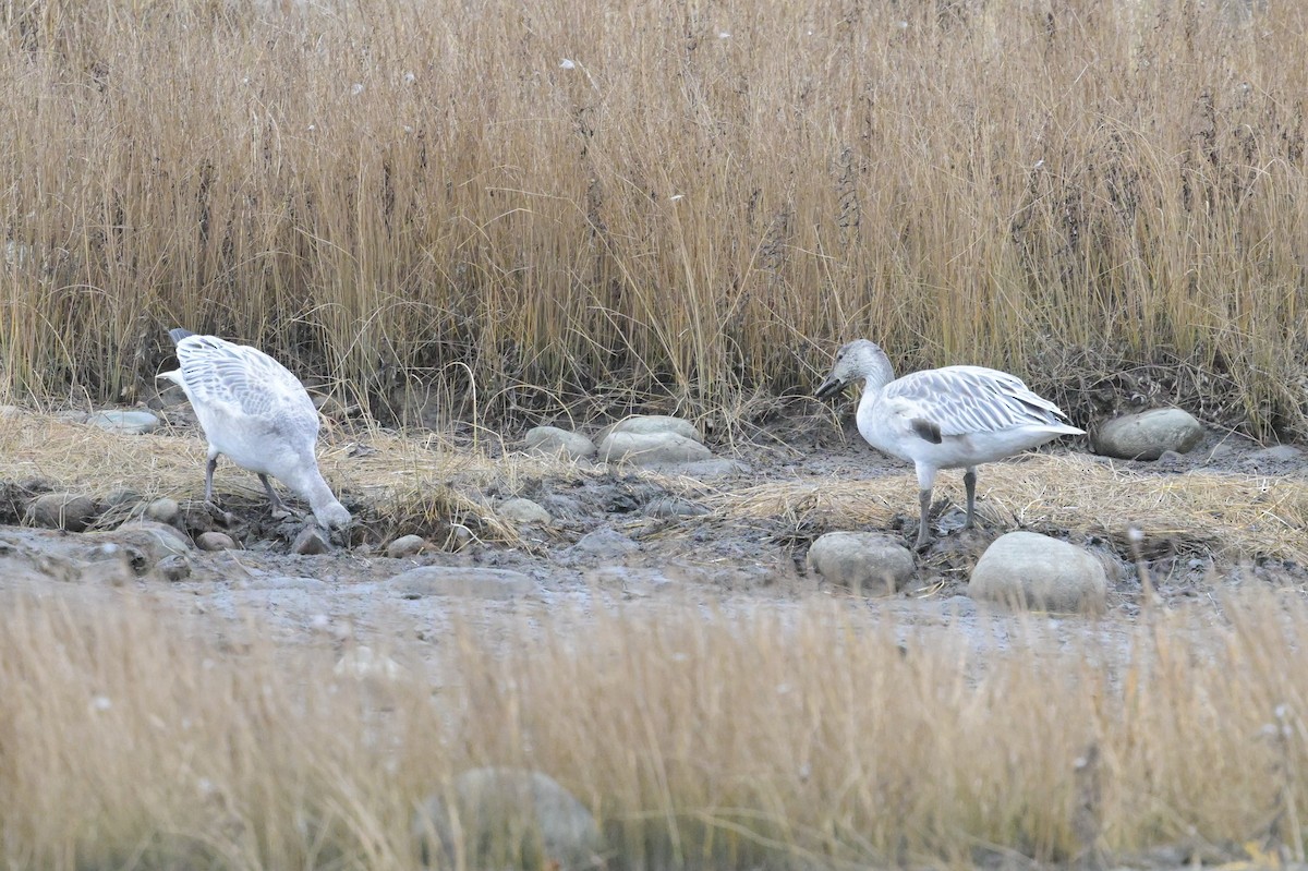 Цасны галуу - ML644540989