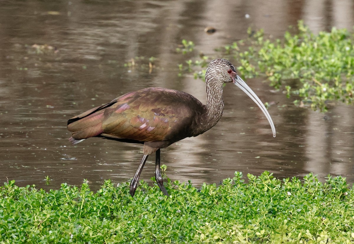 White-faced Ibis - ML644540992