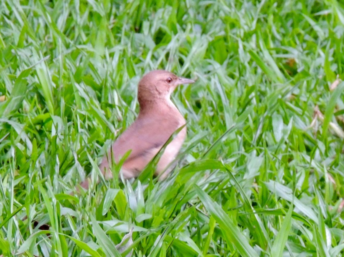 Pas Rengi Çömlekçikuşu - ML644541000