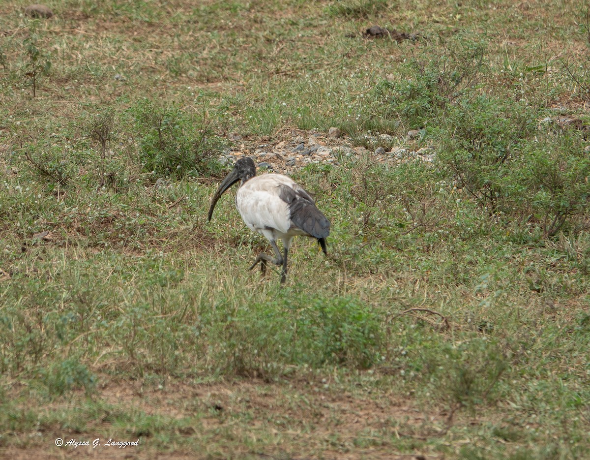 ibis posvátný - ML644541047