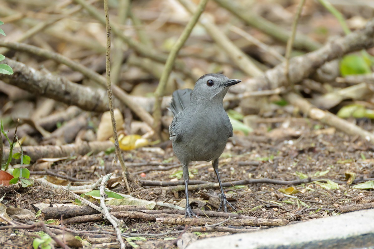Gray Catbird - ML644541048