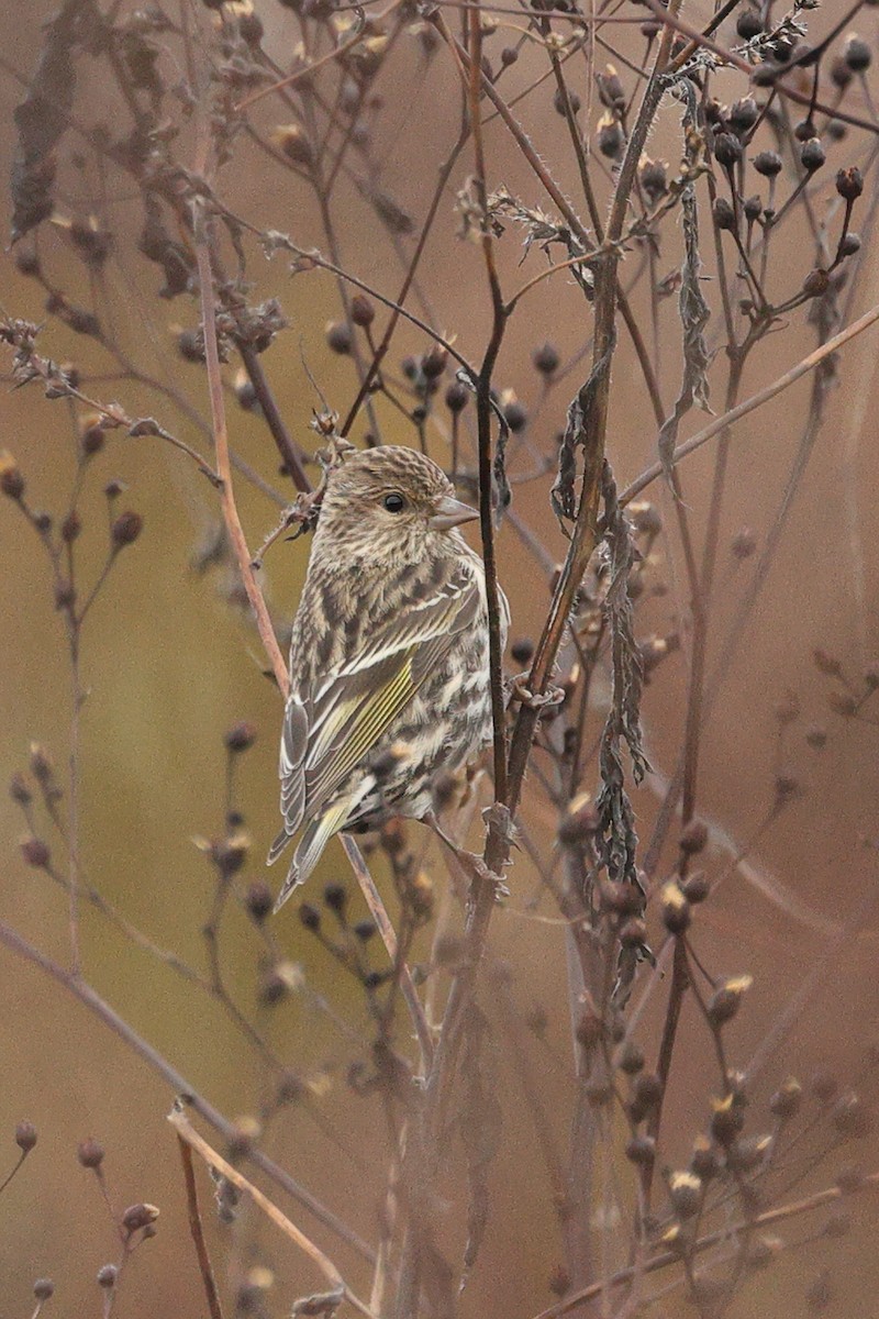 Чиж сосновий - ML644541061