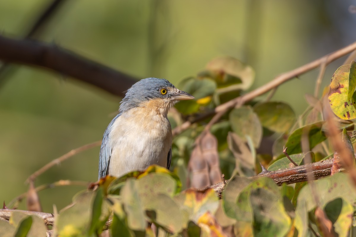 tøyletanagar - ML644541063