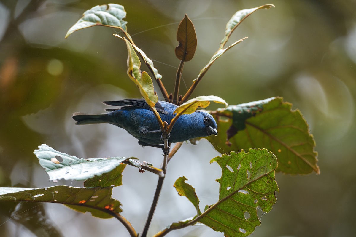 blåtanagar - ML644541064