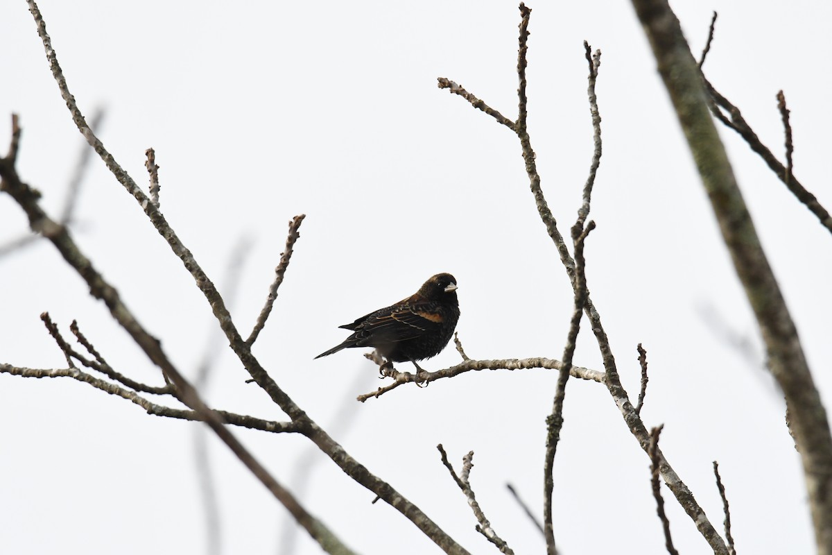 rødvingetrupial - ML644541065