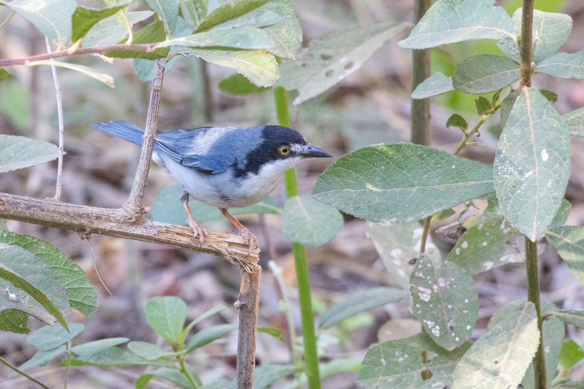 tøyletanagar - ML644541066