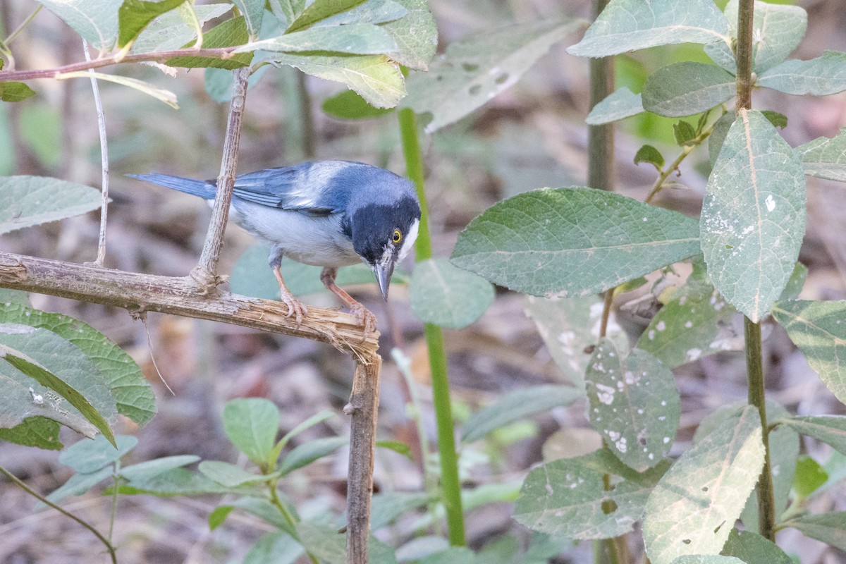 tøyletanagar - ML644541067