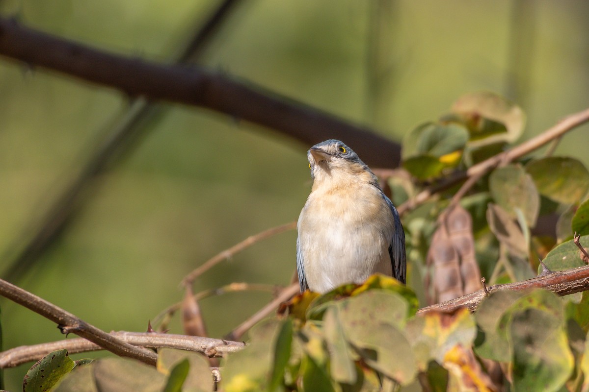 tøyletanagar - ML644541068