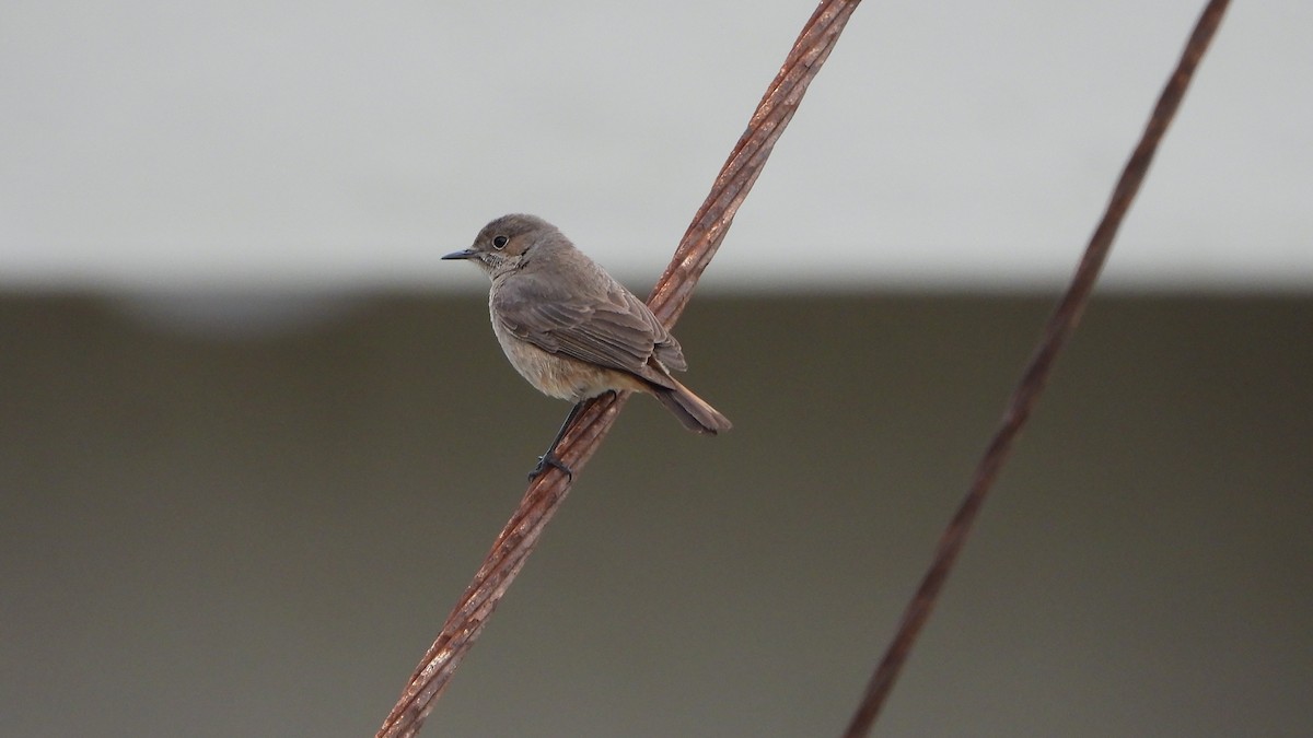 ruststjert - ML644541069