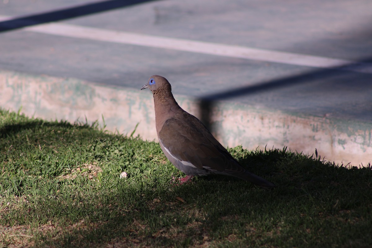 lomadue - ML644541071