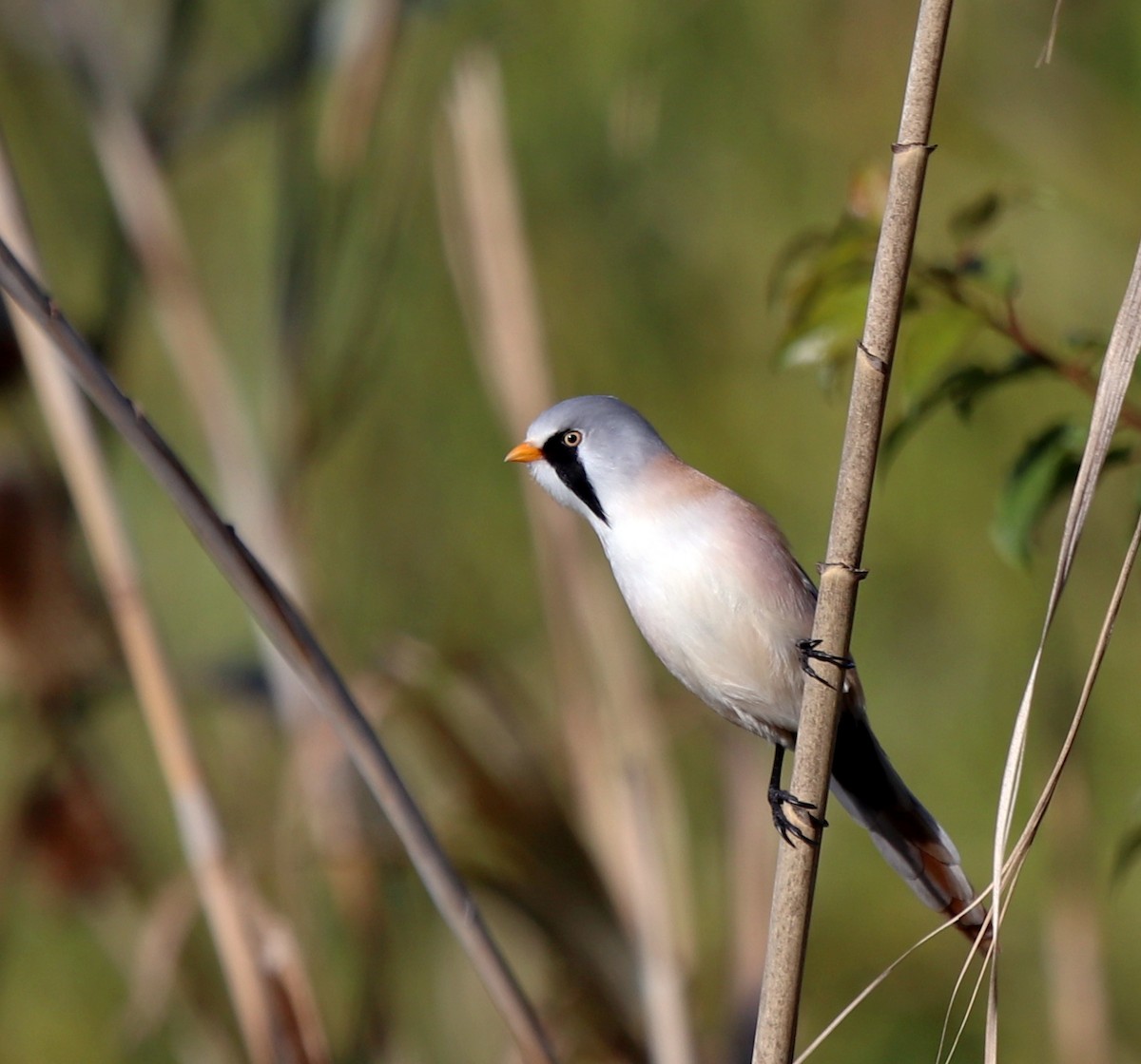 skjeggmeis - ML644541072