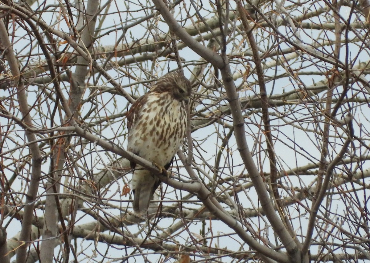 rødvingevåk - ML644541073