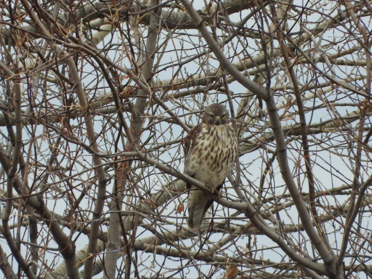 rødvingevåk - ML644541074