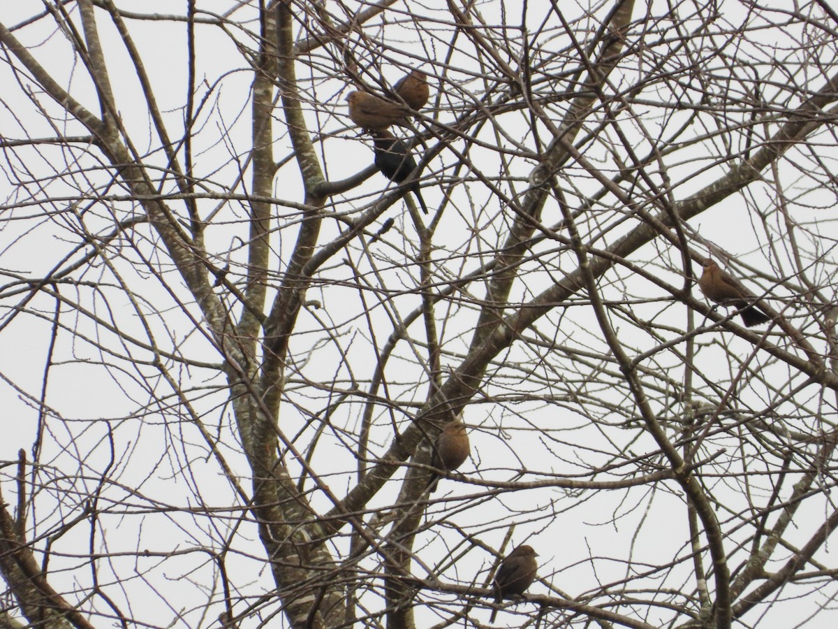 rødvingetrupial - ML644541075