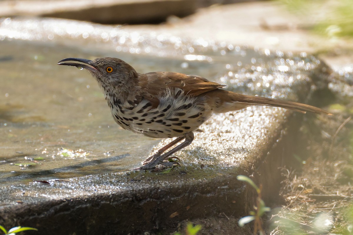 langnebbspottefugl - ML644541076