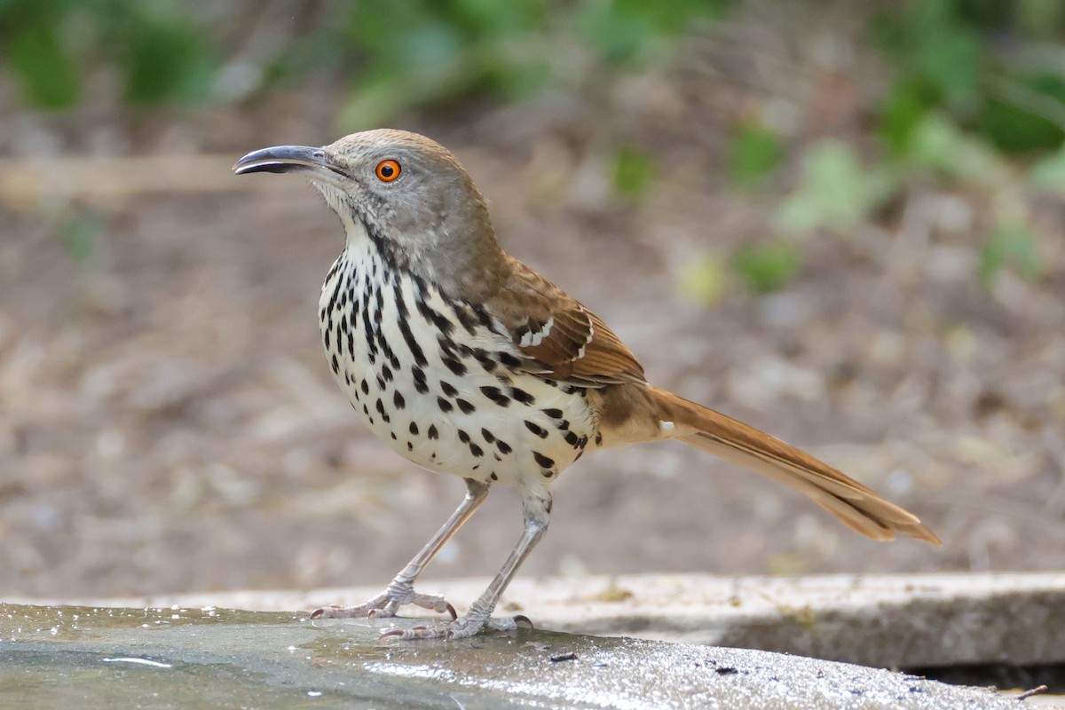 langnebbspottefugl - ML644541077