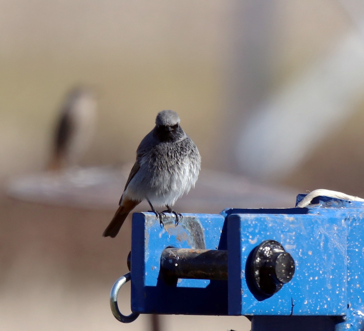 svartrødstjert - ML644541078