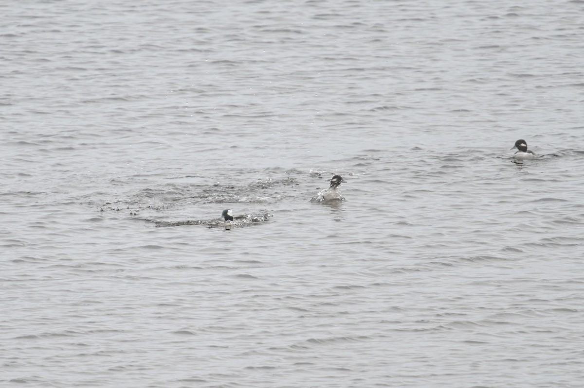 bøffeland - ML644541079