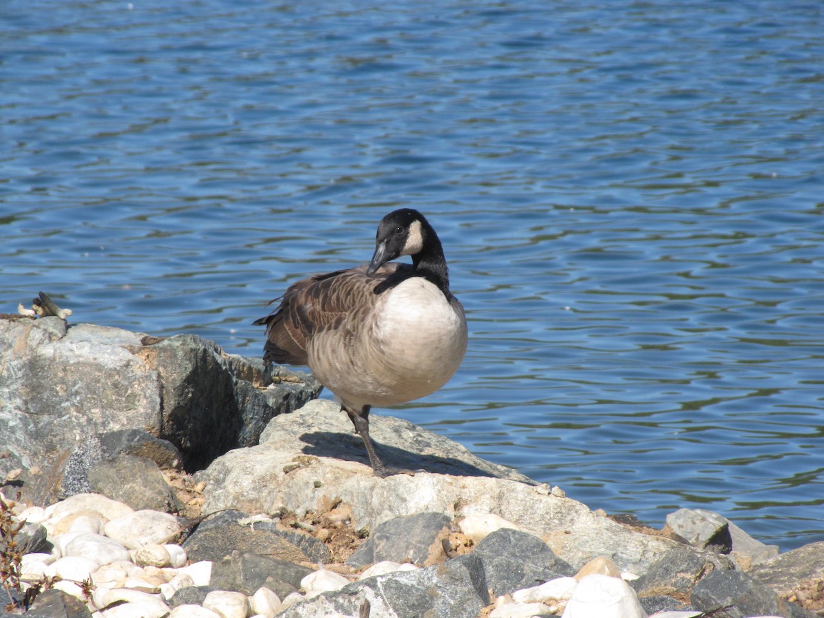 kanadagås - ML644541082