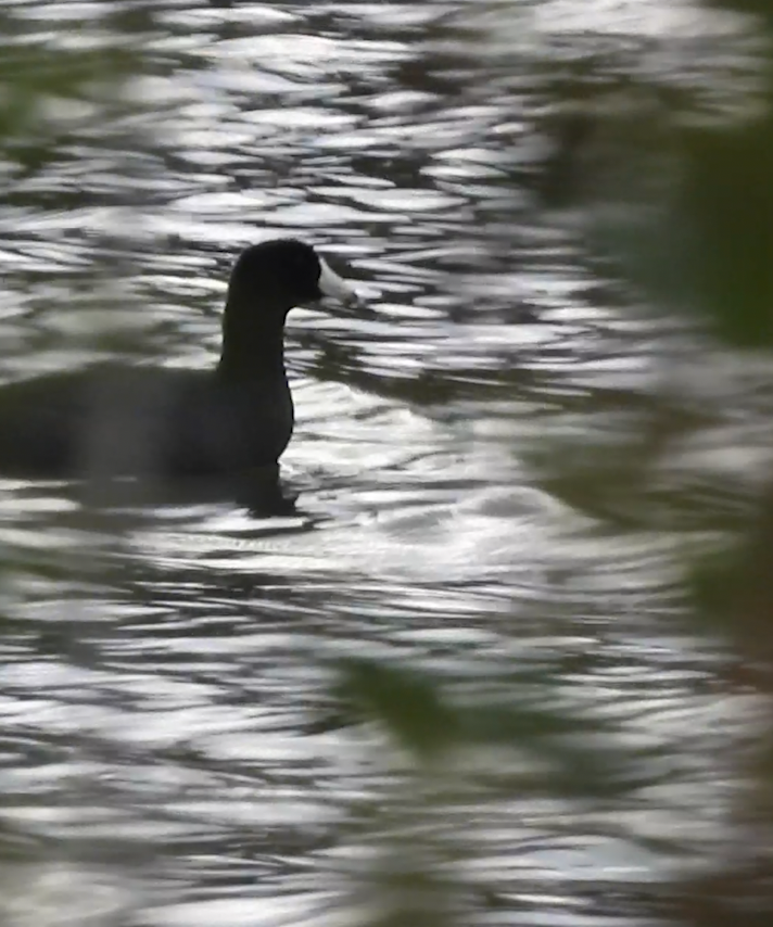 amerikasothøne - ML644541083