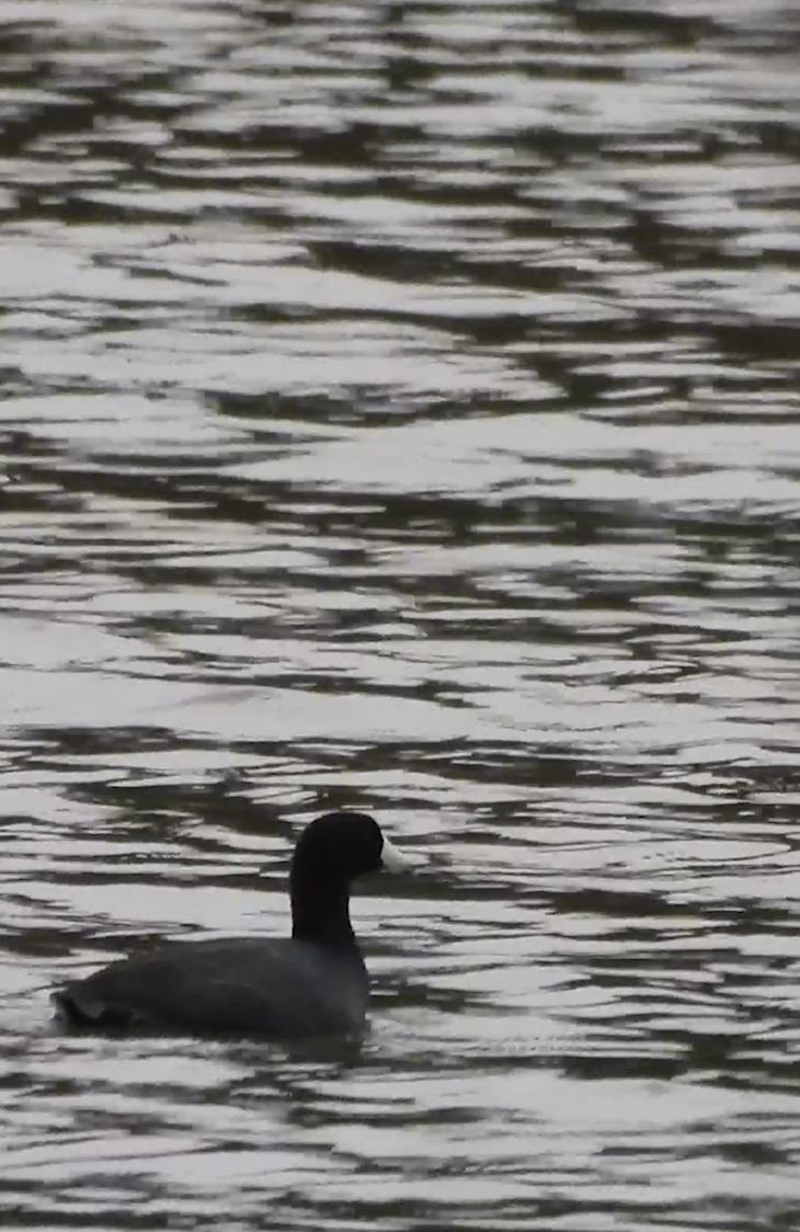 amerikasothøne - ML644541084