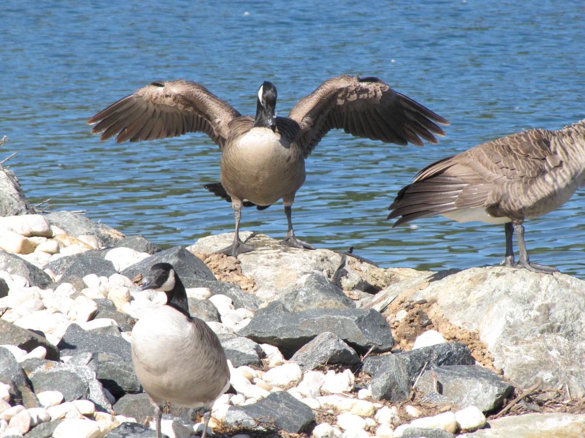 kanadagås - ML644541086