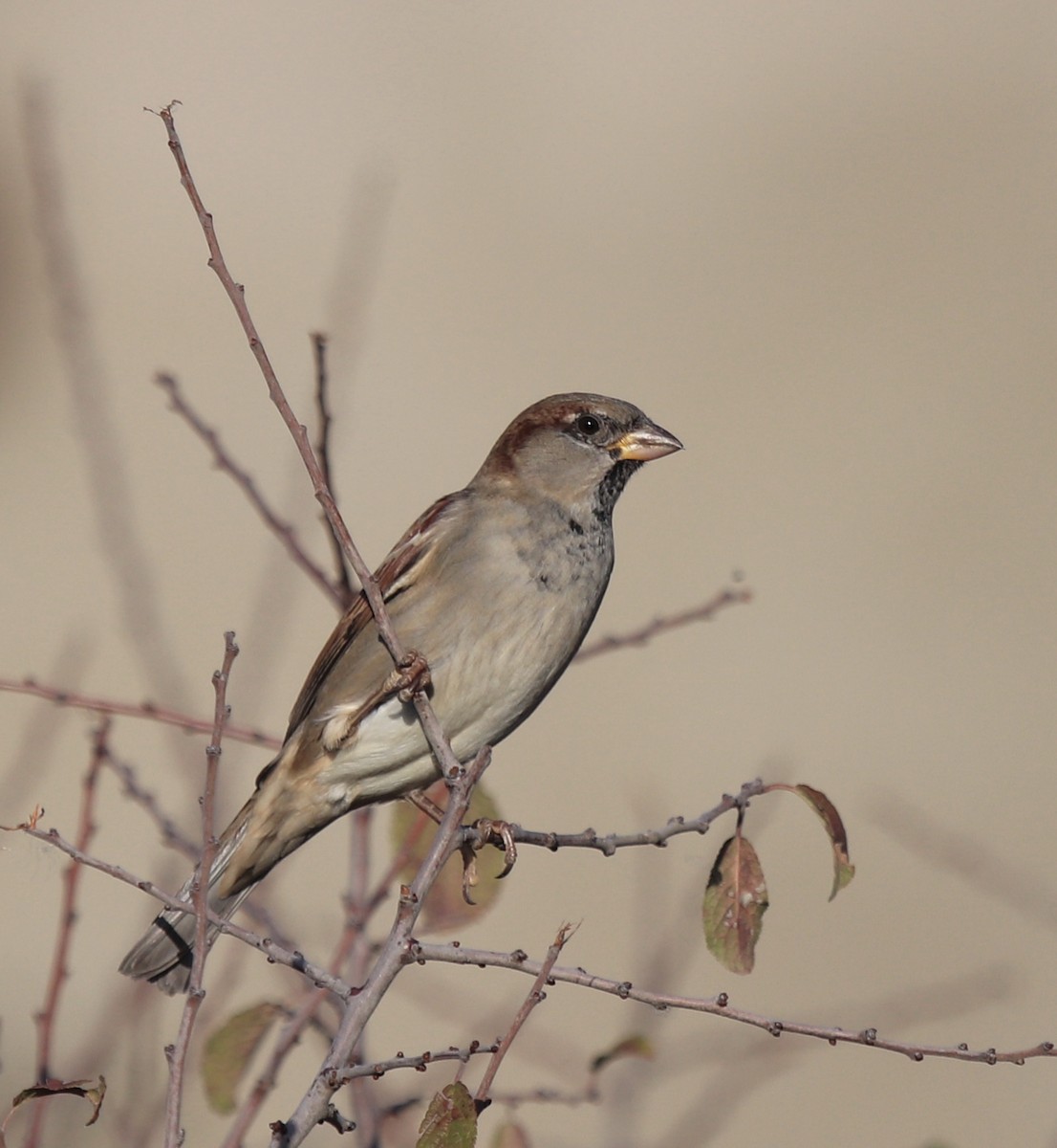 gråspurv - ML644541089