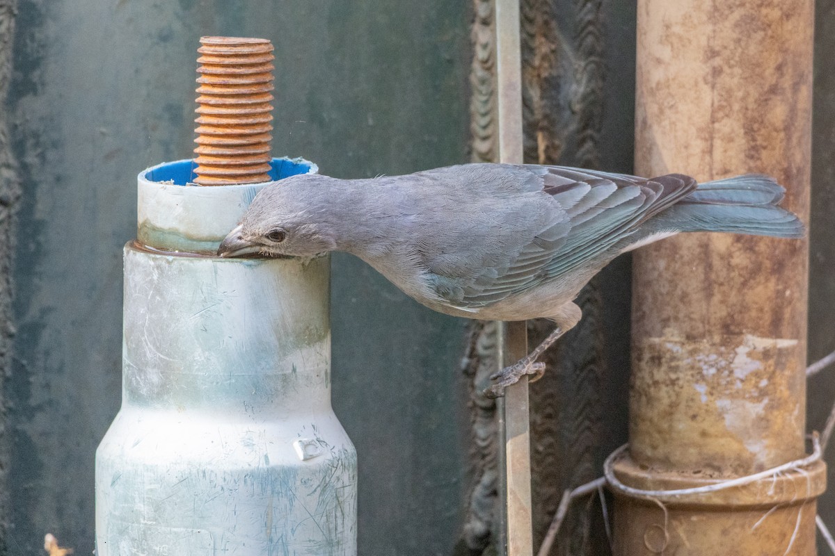 sayacatanagar - ML644541090