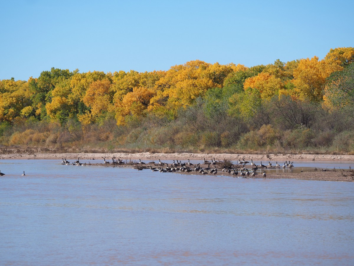 kanadagås - ML644541091