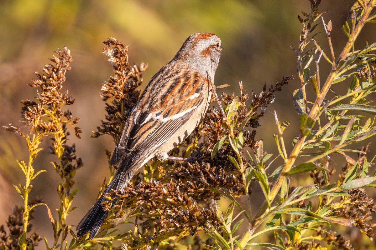 American Tree Sparrow - ML644541092