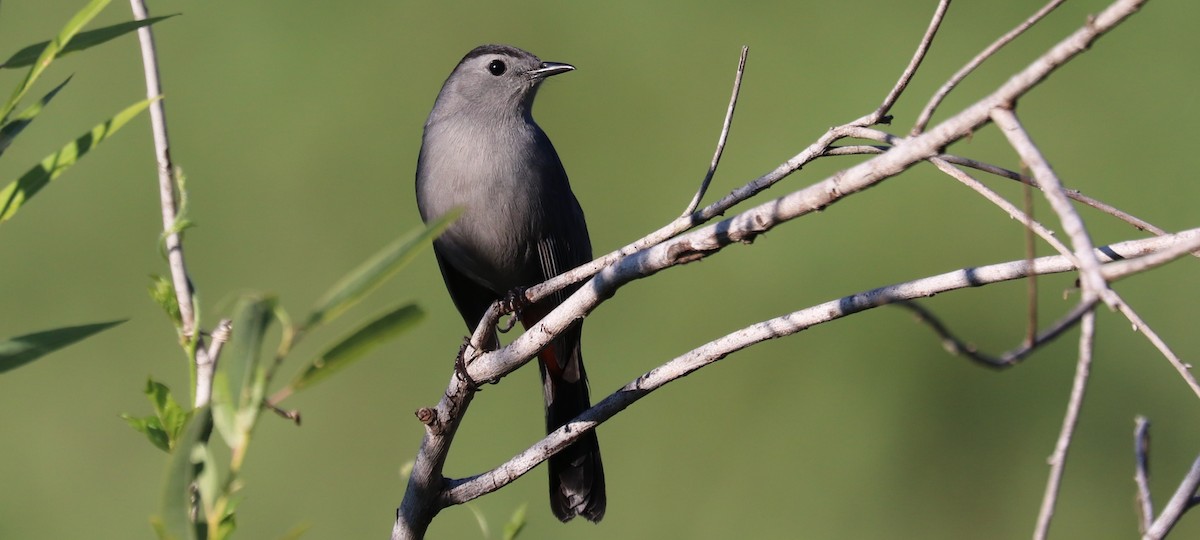 Gray Catbird - ML644541093
