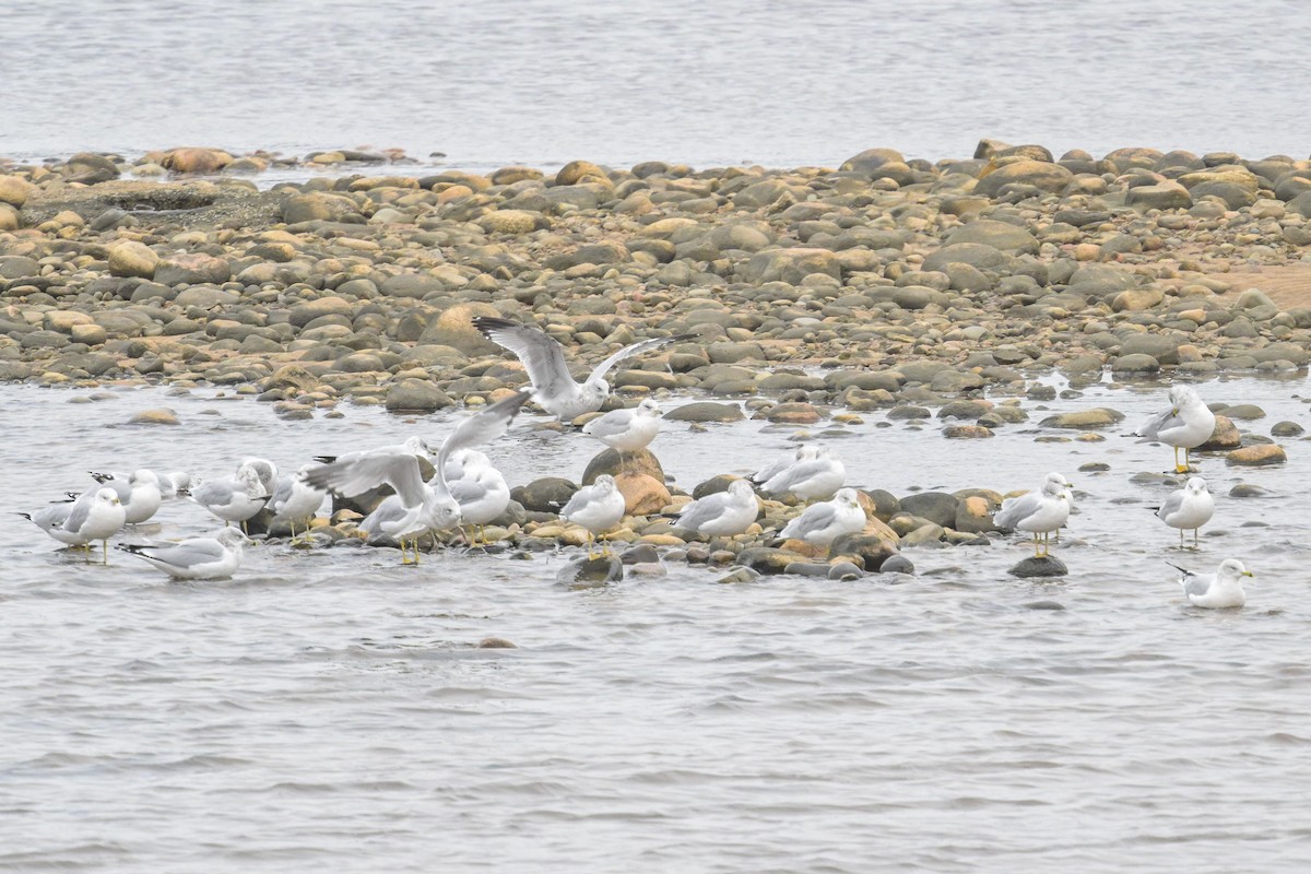 ringnebbmåke - ML644541095