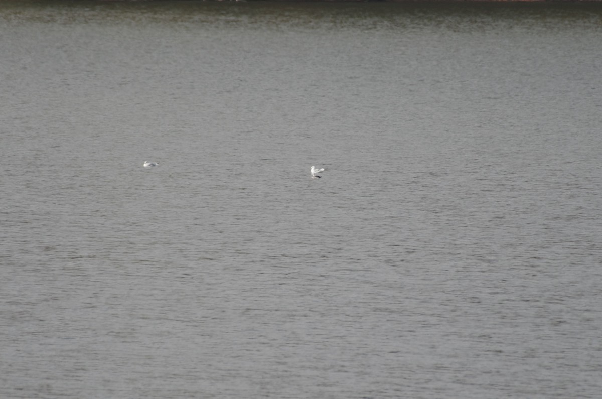 Long-tailed Duck - ML644541096