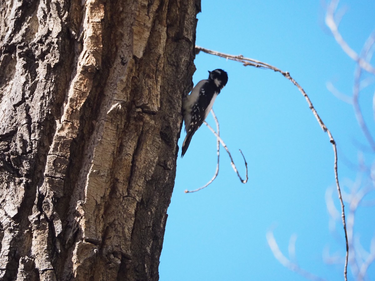 dunspett - ML644541097