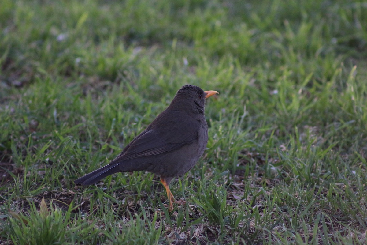 chiguancotrost - ML644541098