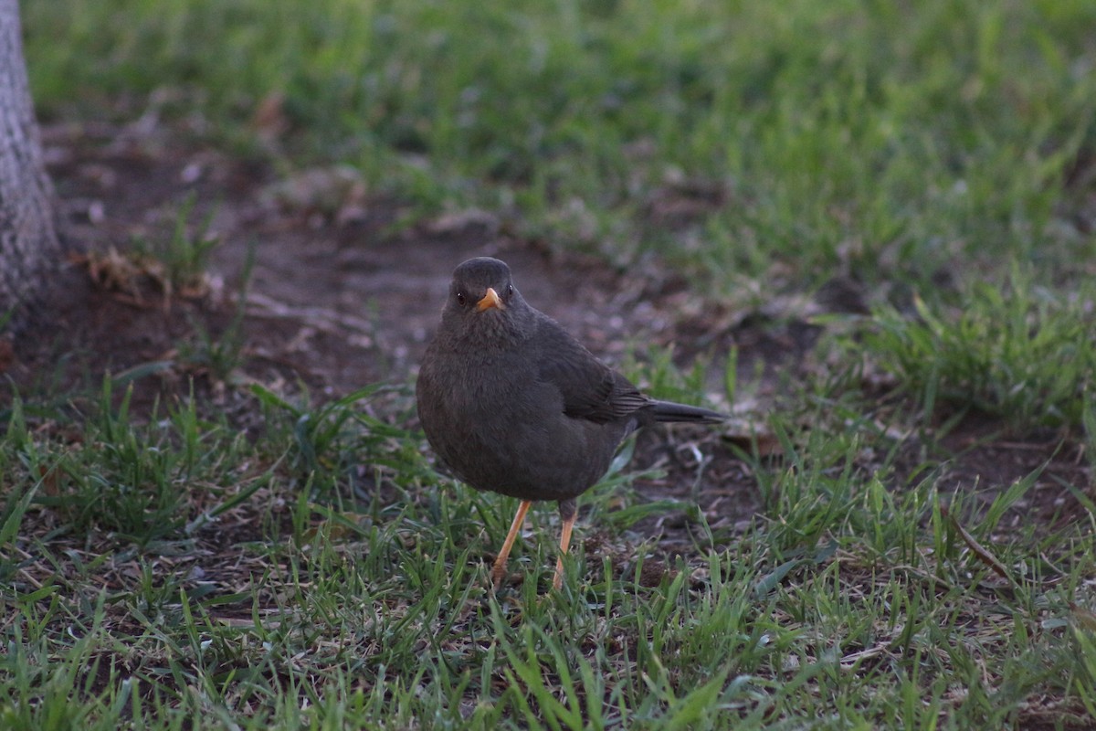 chiguancotrost - ML644541099