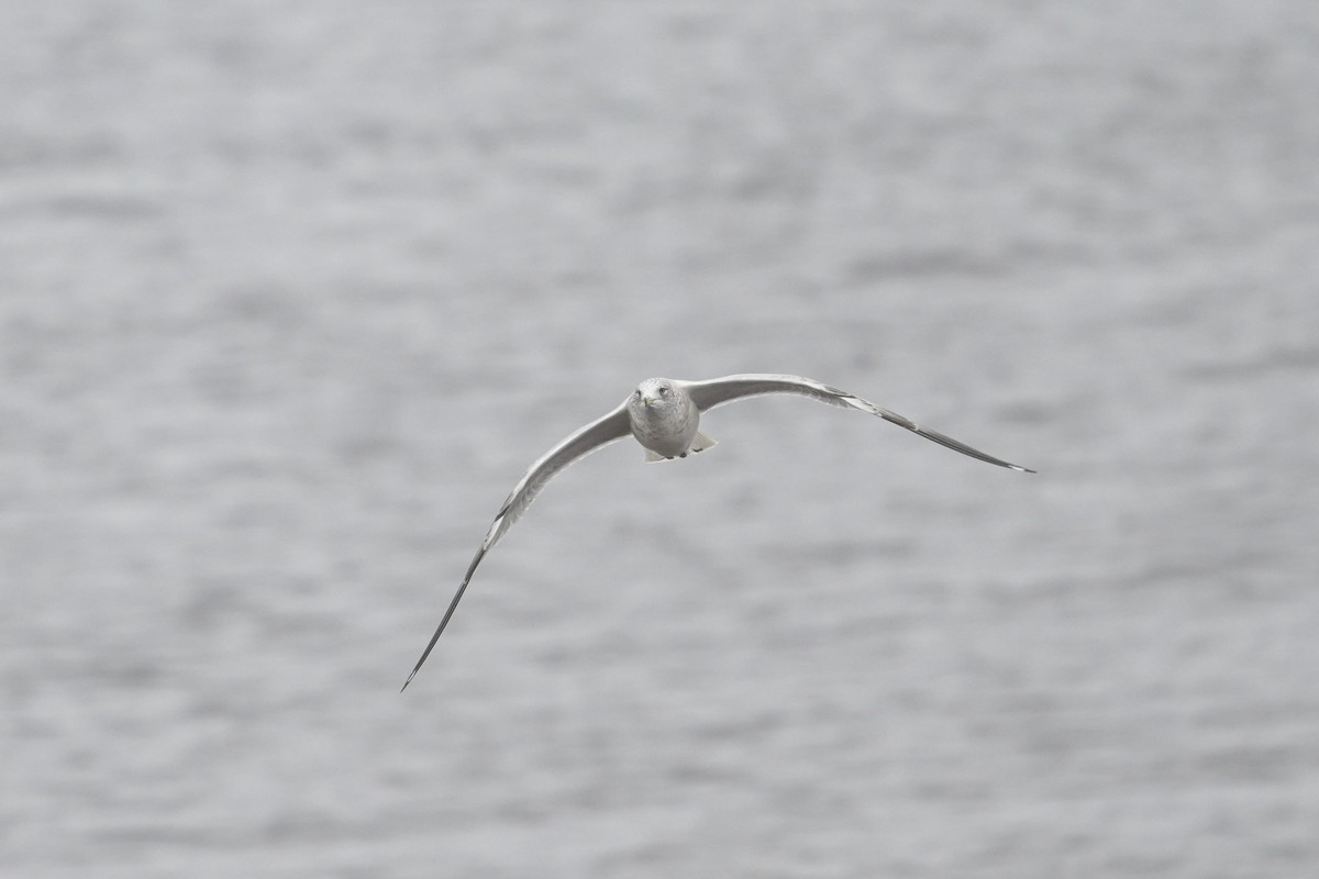 ringnebbmåke - ML644541102