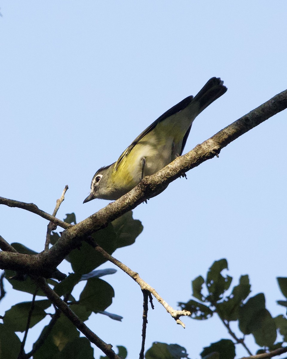 Viréo à tête bleue - ML644541104