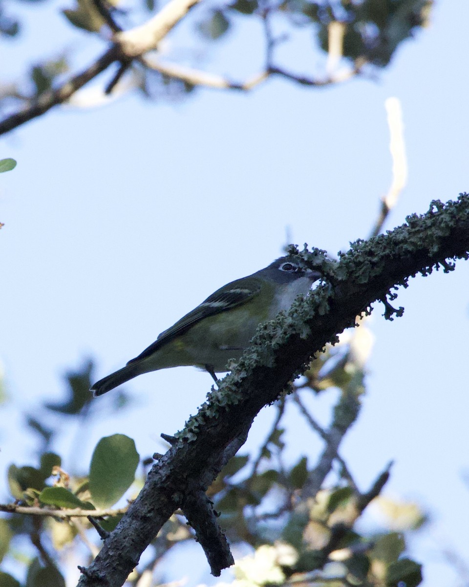 Viréo à tête bleue - ML644541105